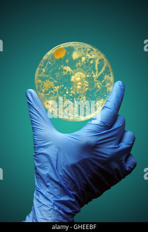 La mano guantata holding batteri che crescono in una capsula di petri Foto Stock
