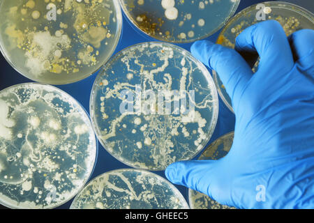 La mano guantata holding batteri che crescono in capsule di petri Foto Stock