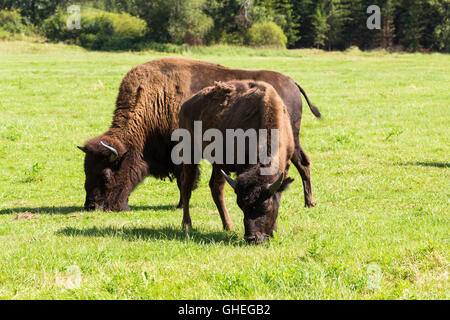 Mandria di bisonti americani (Bison bison), anche comunemente noto come il bufalo americano o semplicemente buffalo grazzing sulla prateria verde Foto Stock
