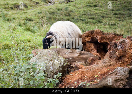 Atollo di Baa Foto Stock