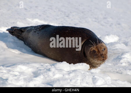 Artico guarnizione inanellato giace sul ghiaccio. Guarnizione Jar, Netsik o Nattiq (Pusa hispida) Mare Bianco, Arctique russo Foto Stock