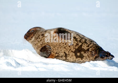 Artico guarnizione inanellato giace sul ghiaccio. Guarnizione Jar, Netsik o Nattiq (Pusa hispida) Mare Bianco, Arctique russo Foto Stock