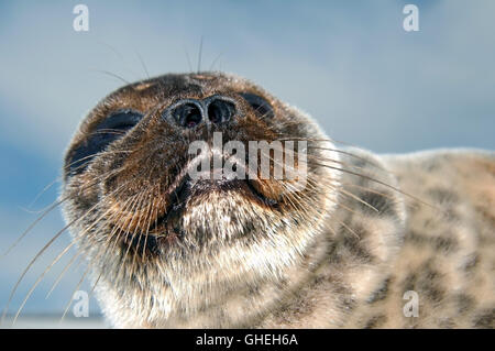 Ritratto di artico guarnizione inanellato giace sul ghiaccio. Guarnizione Jar, Netsik o Nattiq (Pusa hispida) Mare Bianco, Arctique russo Foto Stock