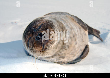 Ritratto di artico guarnizione inanellato giace sul ghiaccio. Guarnizione Jar, Netsik o Nattiq (Pusa hispida) Mare Bianco, Arctique russo Foto Stock