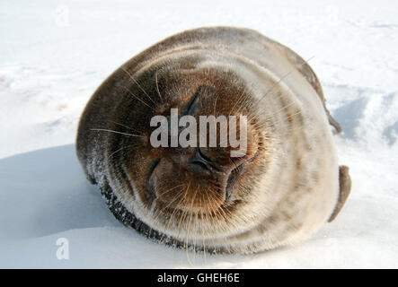 Ritratto di artico guarnizione inanellato giace sul ghiaccio. Guarnizione Jar, Netsik o Nattiq (Pusa hispida) Mare Bianco, Arctique russo Foto Stock