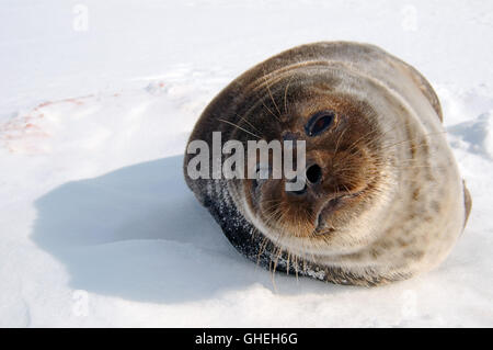 Ritratto di artico guarnizione inanellato giace sul ghiaccio. Guarnizione Jar, Netsik o Nattiq (Pusa hispida) Mare Bianco, Arctique russo Foto Stock