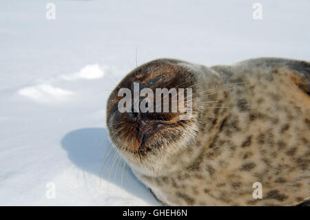 Artico guarnizione inanellato giace sul ghiaccio. Guarnizione Jar, Netsik o Nattiq (Pusa hispida) Mare Bianco, Arctique russo Foto Stock