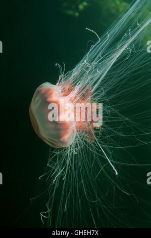 Leone la criniera meduse, meduse giganti o capelli jelly (Cyanea capillata) Mare Bianco, Arctique russo Foto Stock