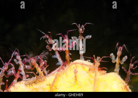 Gruppo di scheletro lineare di gamberi o gamberetti fantasma (Caprella linearis) Mare Bianco, Arctique russo Foto Stock