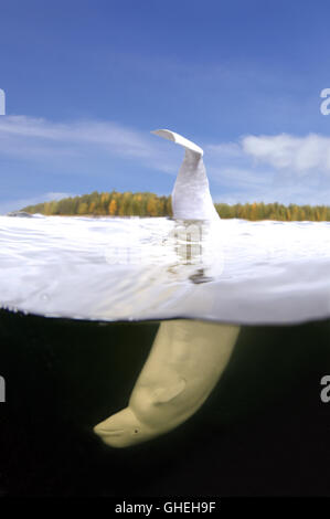 Subacquea a livello diviso, balene Beluga o balena bianca (Delphinapterus leucas) Mare Bianco, Arctique russo Foto Stock