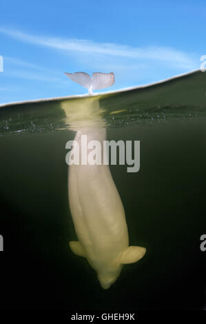 Subacquea a livello diviso, balene Beluga o balena bianca (Delphinapterus leucas) Mare Bianco, Arctique russo Foto Stock