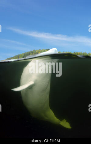 Subacquea a livello diviso, balene Beluga o balena bianca (Delphinapterus leucas) Mare Bianco, Arctique russo Foto Stock