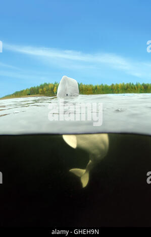 Dividi livello sott'acqua, balena Beluga, balena bianca (leucas Delphinapterus) su sfondo blu scy. Mar Bianco, Artico Russo Foto Stock