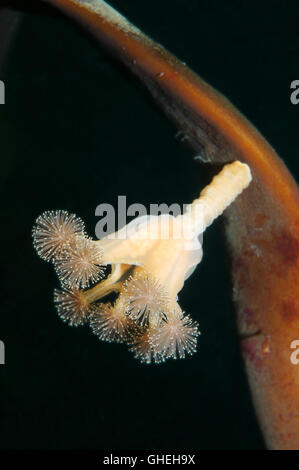 Sgambate meduse o Caleidoscopio Medusa (Lucernaria quadricornis) Mare Bianco, Arctique russo Foto Stock