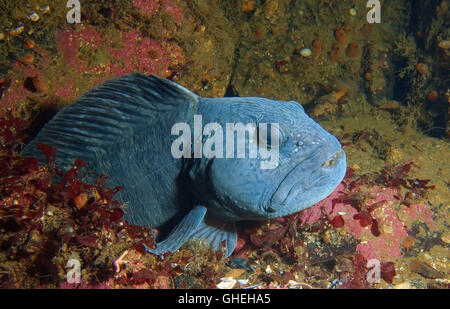 Lupo di mare oceano, pesce gatto, Wolf-pesce di mare o cat (Anarhichas lupus) Mare Bianco, Arctique russo Foto Stock