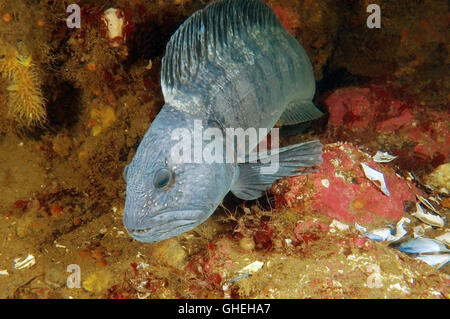 Lupo di mare oceano, pesce gatto, Wolf-pesce di mare o cat (Anarhichas lupus) Mare Bianco, Arctique russo Foto Stock