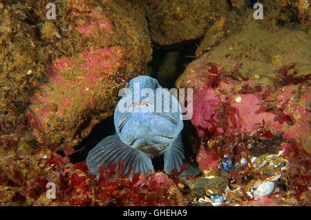 Lupo di mare oceano, pesce gatto, Wolf-pesce di mare o cat (Anarhichas lupus) Mare Bianco, Arctique russo Foto Stock