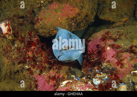 Lupo di mare oceano, pesce gatto, Wolf-pesce di mare o cat (Anarhichas lupus) Mare Bianco, Arctique russo Foto Stock