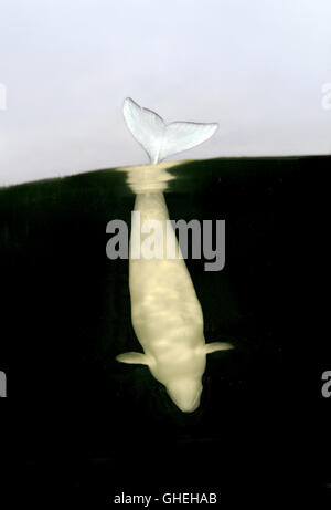 Subacquea a livello diviso, balene Beluga o balena bianca (Delphinapterus leucas) Mare Bianco, Arctique russo Foto Stock