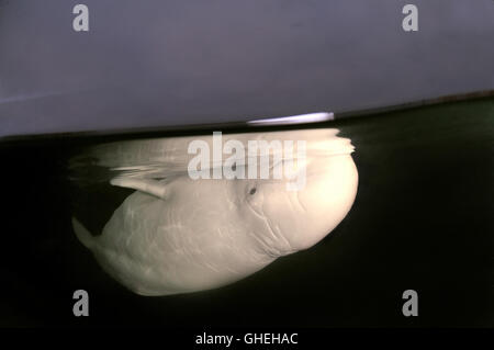 Subacquea a livello diviso, balene Beluga o balena bianca (Delphinapterus leucas) Mare Bianco, Arctique russo Foto Stock