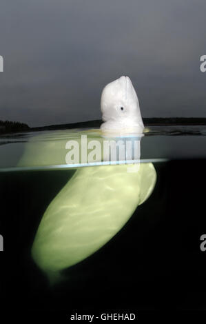 Subacquea a livello diviso, balene Beluga o balena bianca (Delphinapterus leucas) Mare Bianco, Arctique russo Foto Stock