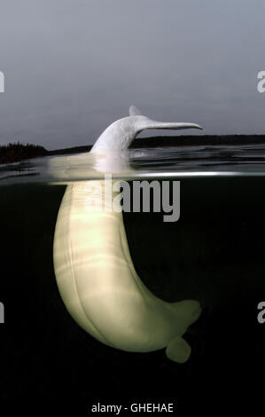 Subacquea a livello diviso, balene Beluga. Balena bianca (Delphinapterus leucas) Mare Bianco, Arctique russo Foto Stock