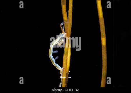 Scheletro lineare di gamberi o gamberetti fantasma (Caprella linearis) Mare Bianco, Arctique russo Foto Stock