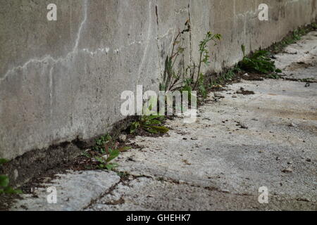 Erbacce crescere da crepe nel muro di cemento Foto Stock