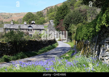 "Nook' in Kentmere, Cumbria. Linea Bluebells l'erba orlo del vicolo tranquillo in questo piccolo borgo nel Lake District inglese. Foto Stock