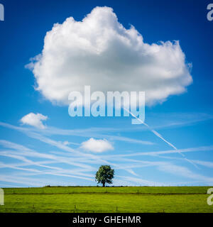 Lone Tree in campo con Big Cloud al di sopra Foto Stock