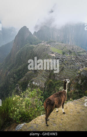 Llama sul ciglio della scogliera al di sopra di un antica città Inca di Machu Picchu in Perù Foto Stock