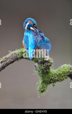 Common kingfisher (Alcedo atthis) - REGNO UNITO Foto Stock