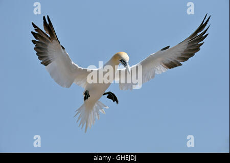 Northern Gannet (Morus bassanus) - Repubblica di Irlanda Foto Stock