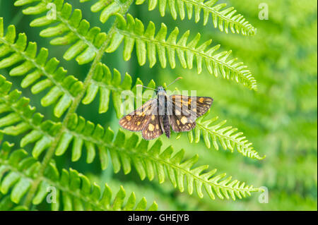 Skipper a scacchi butterfly (Carterocephalus palaemon) su bracken - REGNO UNITO Foto Stock