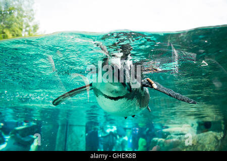 Pinguino africano, in cattività, nuoto presso il Vancouver Aquarium di Vancouver, British Columbia, Canada. Foto Stock