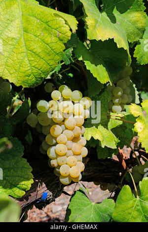 Baratili San Pietro, Sardegna, Italia. I cluster di vitigno tipico locale vino bianco Vernaccia Foto Stock