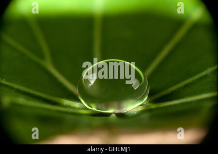 Fotografia macro di goccioline di acqua su una foglia Foto Stock