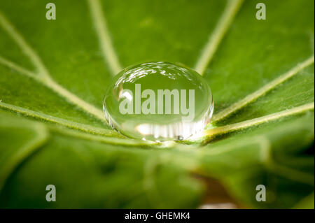 Fotografia macro di goccioline di acqua su una foglia Foto Stock