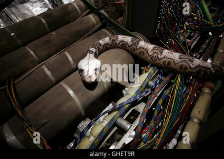 I serpenti su un aereo USA 2006 David R. Ellis orrore snake su un piano Regie: David R. Ellis Foto Stock