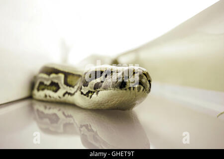 I serpenti su un aereo USA 2006 David R. Ellis orrore snake su un piano Regie: David R. Ellis Foto Stock