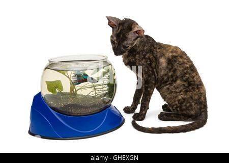 Gatto di razza Cornish Rex e acquario, isolato su bianco Foto Stock