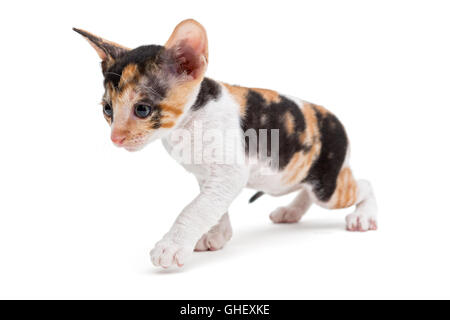 Piccolo gattino Cornish Rex isolato su bianco Foto Stock