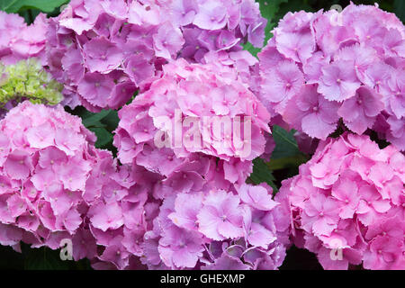 Hydrangea macrophylla 'Altona". Mophead Hydrangea fiori Foto Stock