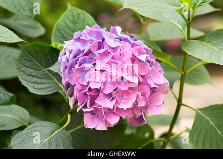 Hydrangea macrophylla 'Flamboyant' fiori Foto Stock