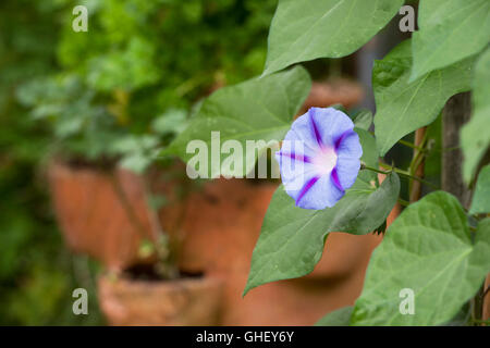 Ipomoea gloria di mattina 'Hazelwood blues" in un giardino inglese Foto Stock