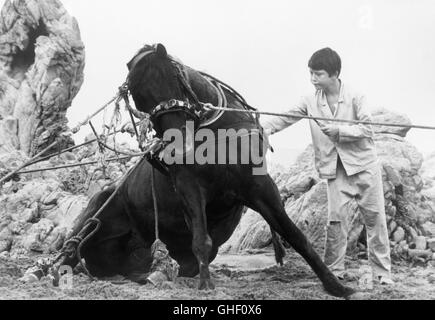 Il stallone nero USA 1979 Carroll Ballard Alec Ramsey (KELLY RENO) la cui vita è stata salvata da un cavallo in un naufragio, restituisce il favore come egli taglia i legami della magnifica bestia, le cui funi sono disperatamente imprigionata nelle rocce. Regie: Carroll Ballard Foto Stock