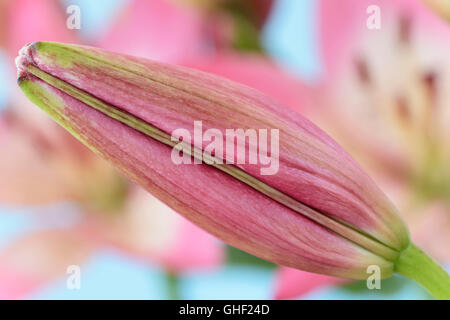 Il Lilium 'Rosella's Dream' giglio asiatico germoglio di fiore di giugno Foto Stock