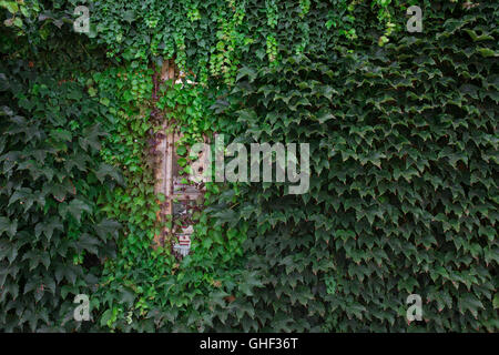 Finestra ricoperta di verde edera, close up foto Foto Stock