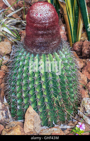 Turks Head Cactus (melocactus) Antigua West Indies Foto Stock