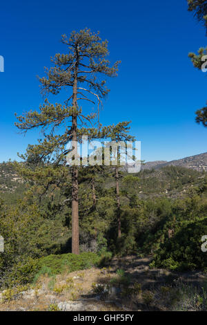 Morendo singolo albero di pino in Angeles National Forest. Foto Stock